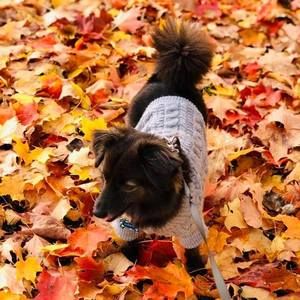 Meet your Posher, Janice